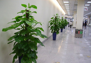 長沙花卉租擺-地鐵擺花