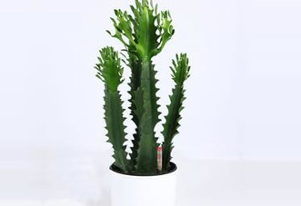 小型花木 龍骨