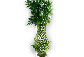 大型（高檔）花木   大富貴籠