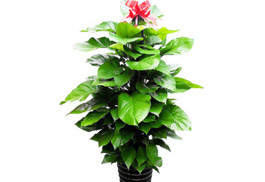 大型（高檔）花木 大綠羅