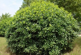 大型（高檔）花木  海桐