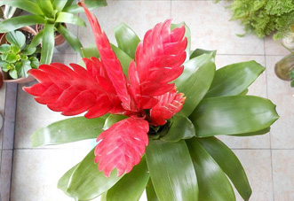 大型（高檔）花木  紅箭鳳梨