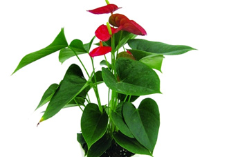大型（高檔）花木 紅掌