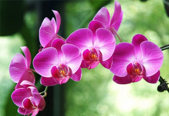大型（高檔）花木 蝴蝶蘭