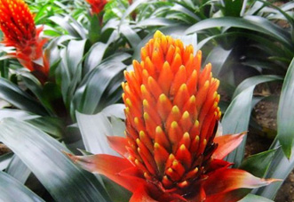 大型（高檔）花木 火炬鳳梨