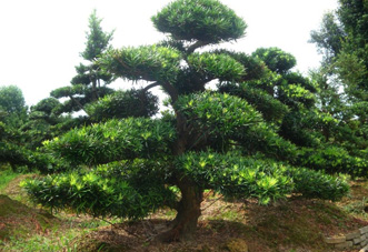 大型（高檔）花木  羅漢松