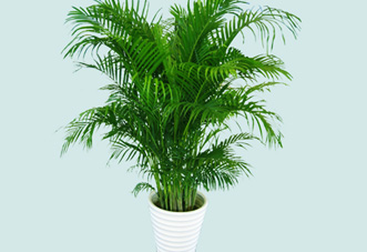 大型（高檔）花木 棕竹