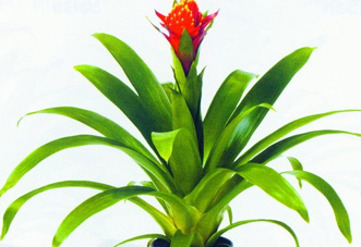 大型（高檔）花木 鶯歌鳳梨
