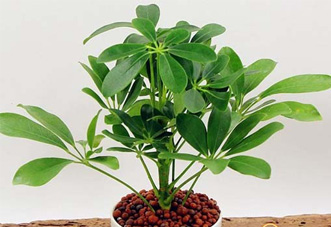 中型花木 鵝掌柴