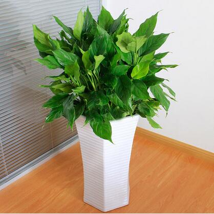 大萬年青 室內(nèi)好養(yǎng)凈化空氣植物 盆栽花卉室內(nèi) 吸甲醛植物