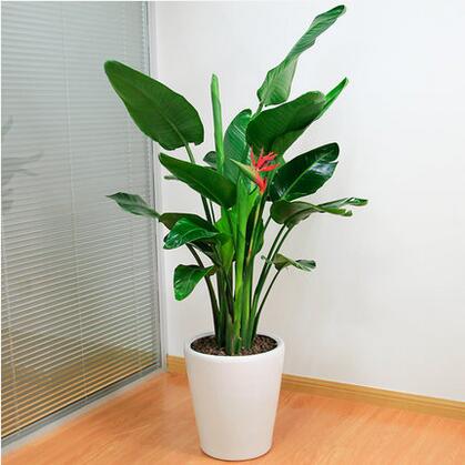天堂鳥鶴望蘭盆栽型客廳大型植物辦公室綠化室內(nèi)花卉綠植