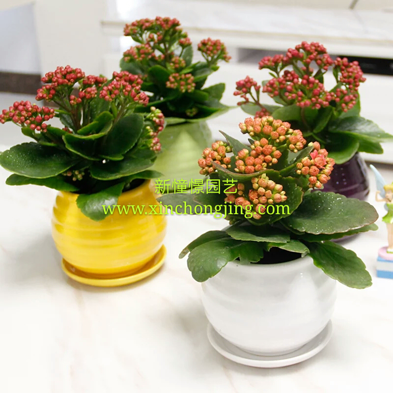 長壽花