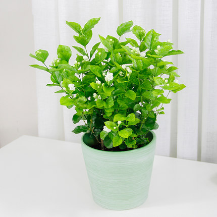 茉莉花盆栽  庭院喜陽綠植室內(nèi)辦公室開花植物