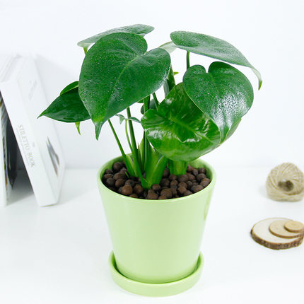 龜背竹盆栽客廳綠植花卉吸甲醛新房植物