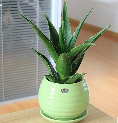 單顆蘆薈盆栽植物辦公室室內(nèi)客廳綠植空氣凈化
