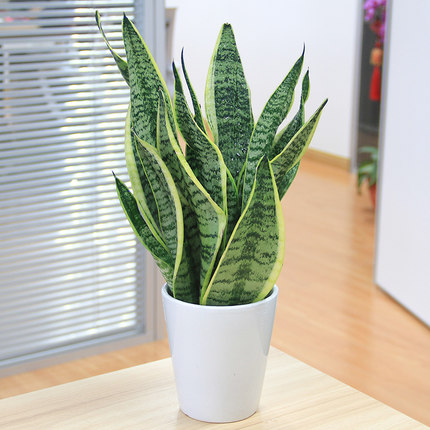 虎皮蘭虎尾蘭盆栽 小型綠植室內(nèi)桌面辦公室植物 懶人盆景