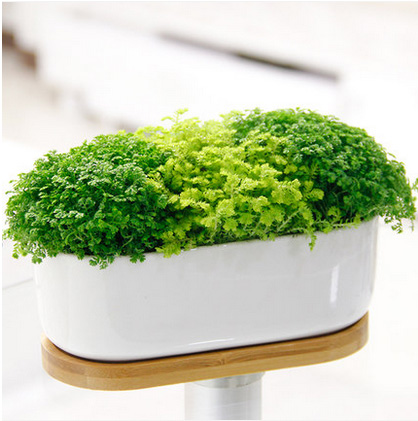 綠植盆栽綠地球辦公桌床頭臥室陽臺小型植物蕨類翠云草