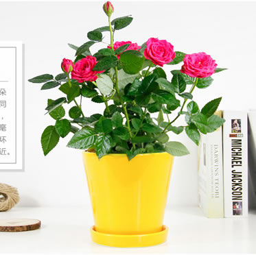 小玫瑰/月季薔薇盆栽微型桌面 庭院陽臺(tái)室內(nèi)花卉植物小花卉