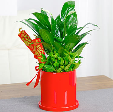 白掌盆栽室內(nèi)開花植物辦公室吸甲醛綠植盆栽