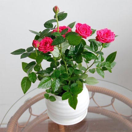月季盆栽小玫瑰薔薇帶盆植物陽臺庭院室內桌面四季循環開花