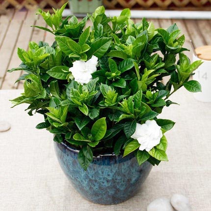 梔子花盆栽植物庭院開花綠植室內桌面防輻射吸甲醛觀花植物