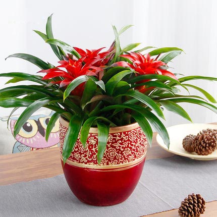 年宵花卉鴻運當頭鳳梨常春藤組合盆栽室內節日慶典禮品植物