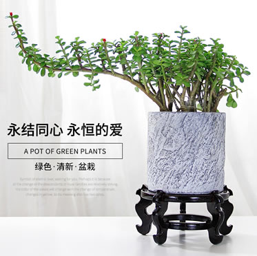 金枝玉葉盆栽多肉金葉絲綿木庭院室內辦公桌面趣味綠植花卉