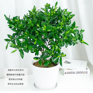 梔子花盆栽植物庭院開花綠植室內(nèi)桌面防輻射吸甲醛觀花植物