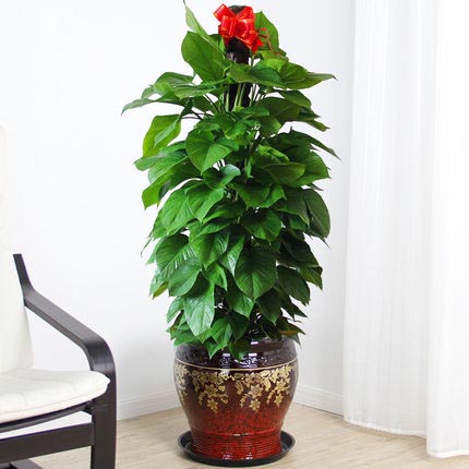 大綠蘿盆栽發(fā)財(cái)樹鶴望蘭紅掌鴻運(yùn)當(dāng)頭金花深紅陶瓷盆綠植