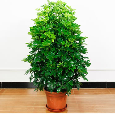 鴨腳木盆栽大型七葉蓮綠植盆栽客廳花卉吸甲醛凈化空氣植物