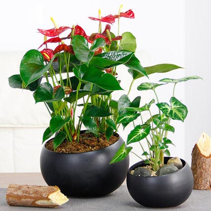 吊蘭盆栽常春藤長壽花白掌蝴蝶合果芋翠葉竹芋紅掌觀音蓮