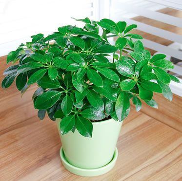 鴨腳木/鵝柴掌盆栽 辦公桌小植物 花卉/綠植盆栽 吸尼古丁