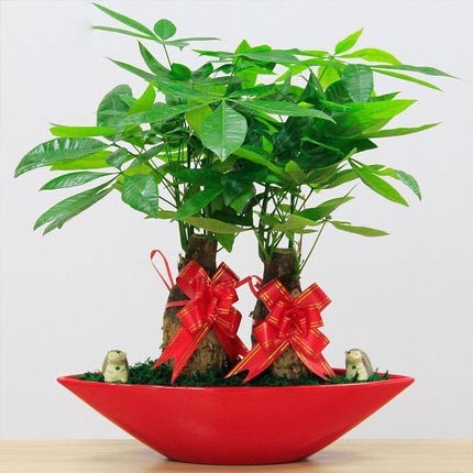 發財樹盆栽 懶人綠植盆栽辦公室內桌面防輻射綠色植物盆景