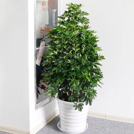 鴨腳木盆栽大型七葉蓮綠植盆栽客廳花卉吸甲醛凈化空氣植物
