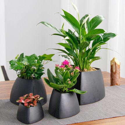 植物盆栽桌面創意綠植網紋草長壽花常春藤文竹白掌金錢樹