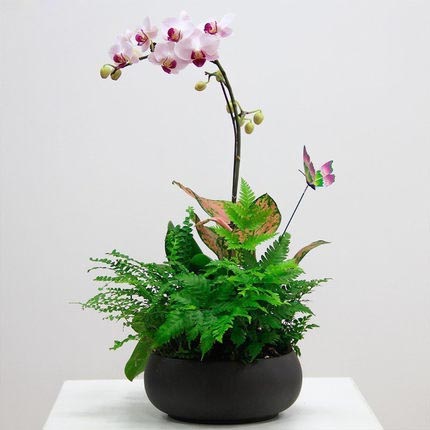 跳舞蘭多肉鮮花盆栽蝴蝶蘭鮮花室內桌面年宵花植物