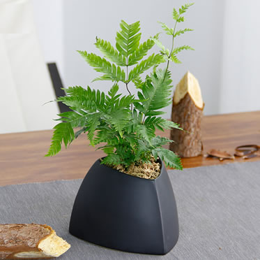 植物盆栽桌面創(chuàng)意綠植網(wǎng)紋草長(zhǎng)壽花常春藤文竹白掌金錢樹
