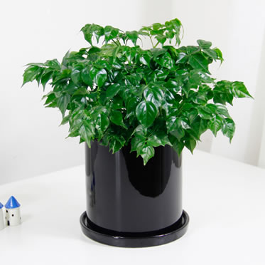 小幸福樹盆栽辦公桌植物盆栽花卉室內綠植