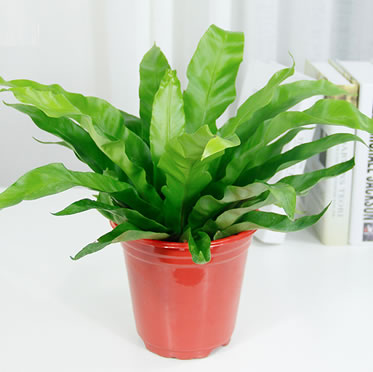 鳥巢蕨辦公桌小盆栽室內(nèi)客廳小植物趣味好養(yǎng)吸甲醛綠植花卉