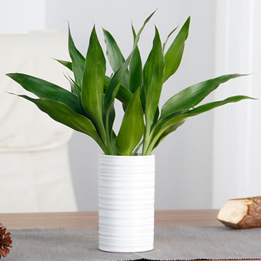 水培富貴竹盆栽室內(nèi)辦公室客廳桌面轉(zhuǎn)運(yùn)竹植物發(fā)財(cái)樹綠植