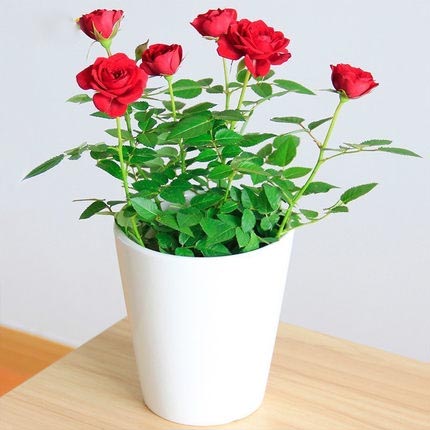 月季薔薇盆栽微型桌面 庭院陽臺室內花卉植物小花卉