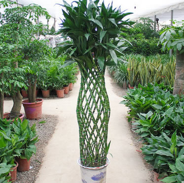 富貴竹籠盆栽辦公室植物好養吸甲醛綠植花卉