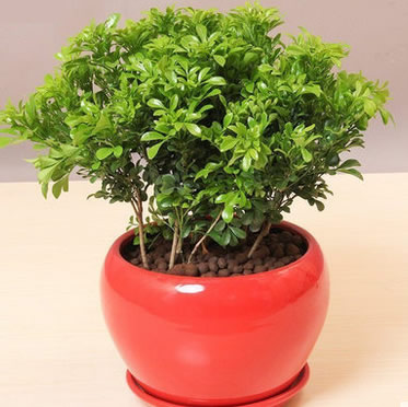 米蘭盆栽室內(nèi)開花植物 清香驅(qū)蚊綠植