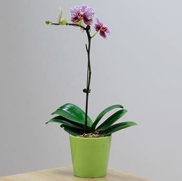 跳舞蘭多肉鮮花盆栽蝴蝶蘭鮮花室內(nèi)桌面年宵花植物