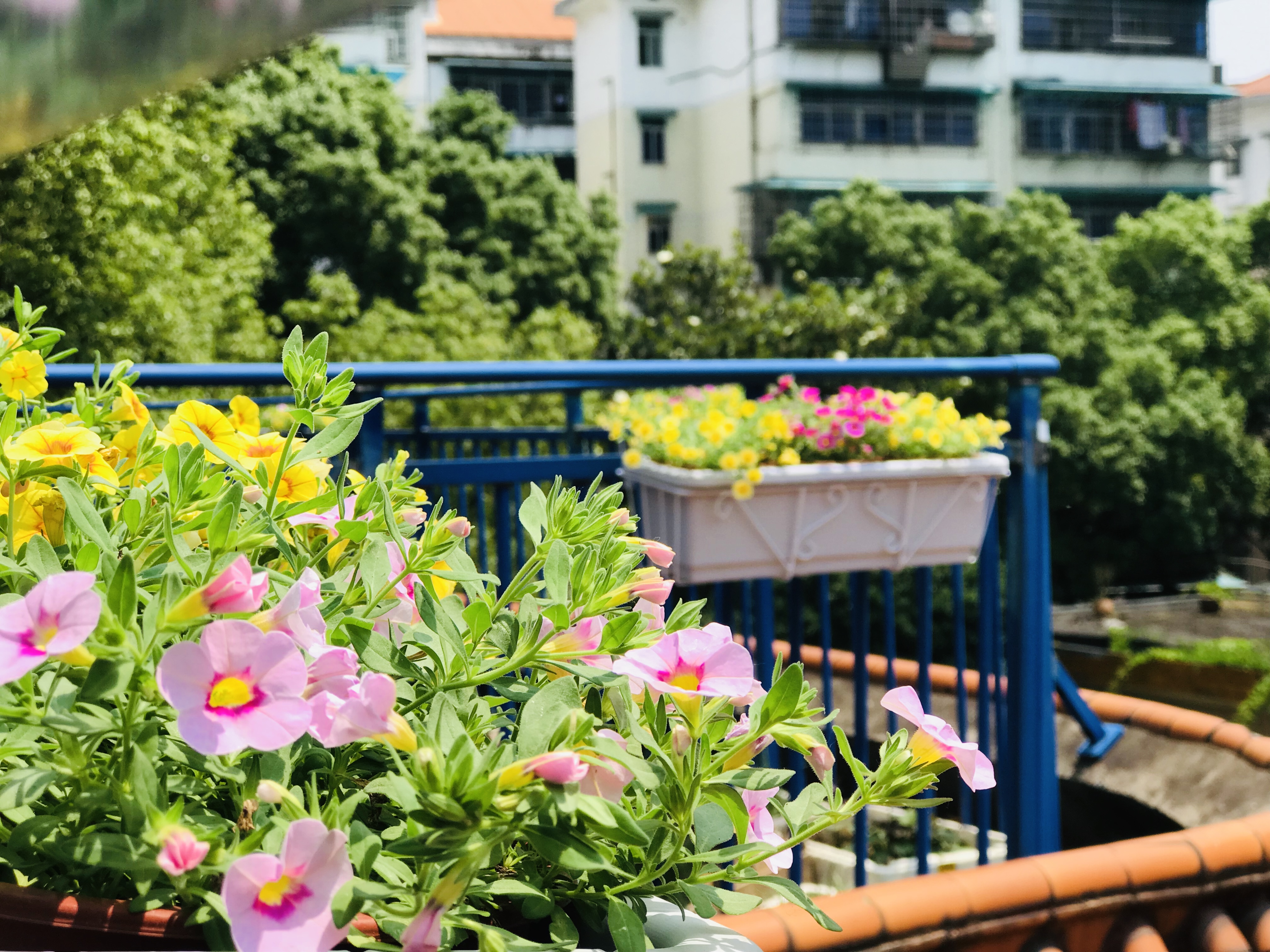 長沙花卉租擺-校園美化建設