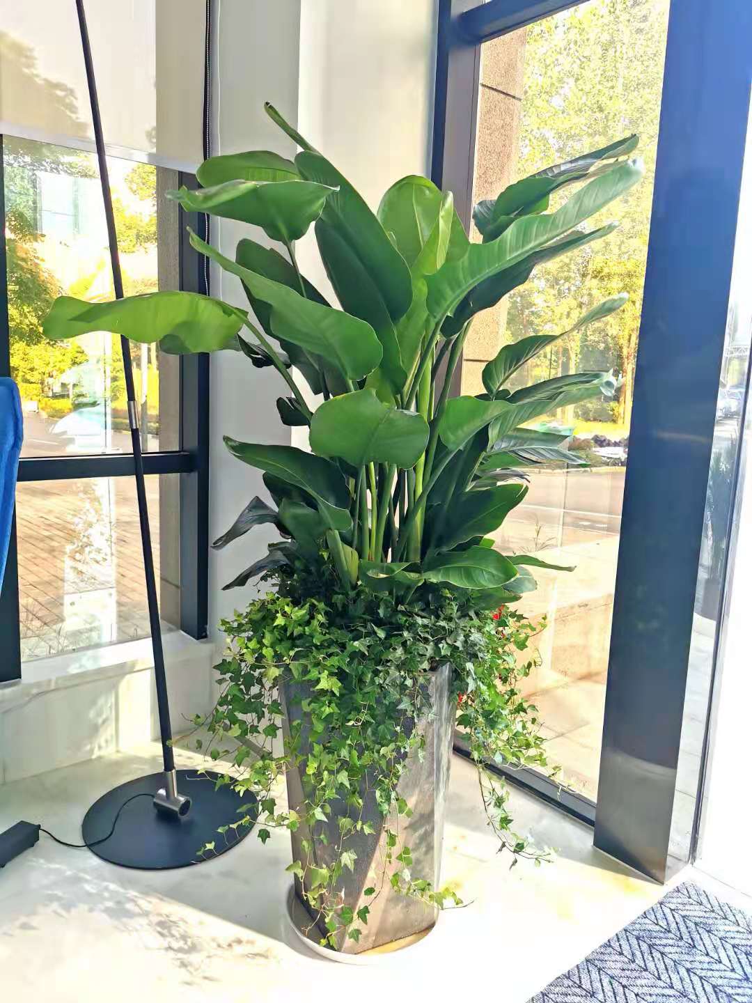 長(zhǎng)沙花卉租擺——綠植租擺-辦公樓擺花-公司總部擺花-申億集團(tuán)