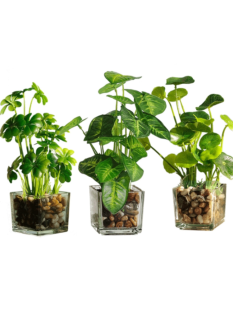 長沙花卉租擺——綠植租擺-辦公樓擺花-水培銅錢草 辦公室綠化盆景室內凈化空氣植物盆栽