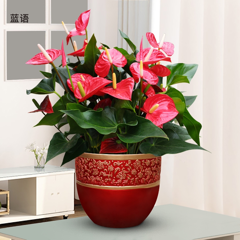 長沙花卉租擺——綠植租擺-辦公樓擺花-紅掌組合盆景新年組合年宵花桌面室內桌面客廳