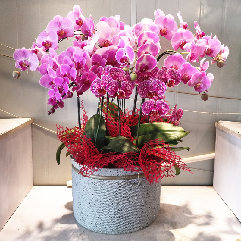 長沙花卉租擺——綠植租擺-辦公樓擺花-蝴蝶蘭盆栽花卉高檔禮品蘭花盆景年宵花卉植物