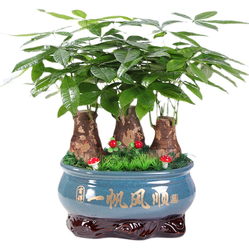 長沙花卉租擺——綠植租擺-辦公樓擺花-小發財樹室內辦公桌盆栽植物綠植